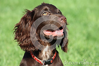 A brown working type cocker spaniel pet gundog Stock Photo