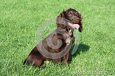 A brown working type cocker spaniel pet gundog Stock Photo