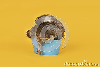 Brown and yellow adult guinea pig sitting in a tiny blue bath in a yellow background Stock Photo