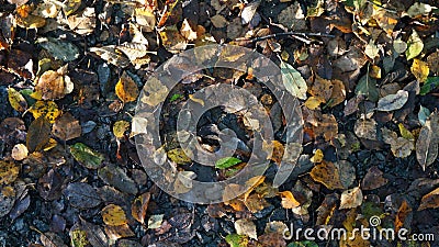 Brown and Yellow Autumn Dead Leaves on the Ground in a Forest Stock Photo