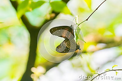 Brown, Yellow and Black Butterflies Mating Stock Photo
