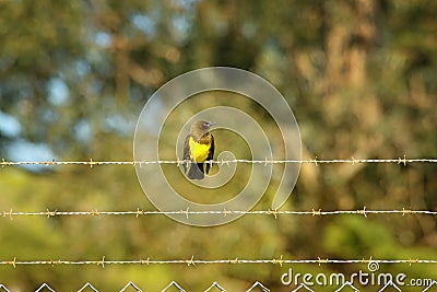 Brown-and-yellow Marshbird Stock Photo