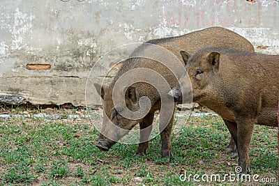 Brown short hair wild boars trespass through human living space Stock Photo