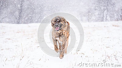 Brown Asian shepherd in winter day during snow Stock Photo