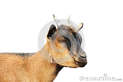 Brown young goat portrait over white background Stock Photo