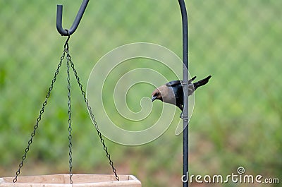 Brownheaded Cowbird at bird feeders Stock Photo