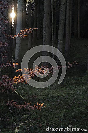 Brownisch leafs in the forest with sunbeams Stock Photo