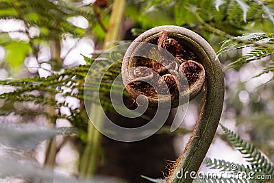 A browse of fern. Macro photo Stock Photo