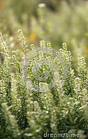 Browse in spring. Stock Photo