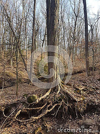 Bruce Trail, a hiking trail in southern Ontario, Canada Stock Photo