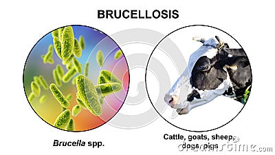 Brucella bacteria, the causative agent of brucellosis in cattle and humans, 3D illustration Cartoon Illustration
