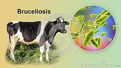 Brucella bacteria, the causative agent of brucellosis in cattle and humans, 3D illustration Cartoon Illustration