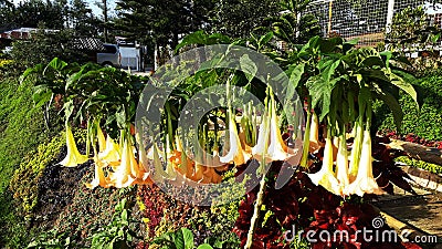 Brugmansia or Angel`s Trumpet Flower Stock Photo