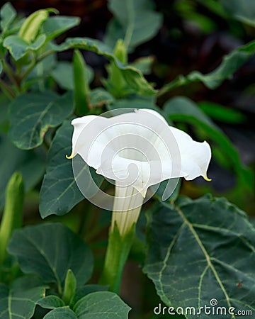 Brugmansia Datura Angel`s Trumpet flower in summer garden Stock Photo