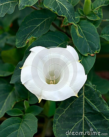 Brugmansia Datura Angel`s Trumpet flower in summer garden Stock Photo