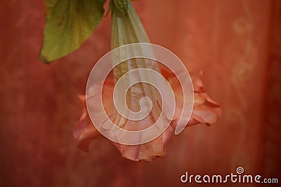 Pink flowered Brugmansia Angelâ€™s trumpets. Berlin, Germany Stock Photo