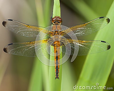 Bruine korenbout, Blue Chaser, Libellula fulva Stock Photo