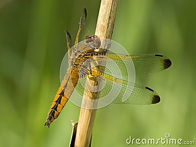 Bruine korenbout, Blue Chaser, Libellula fulva Stock Photo