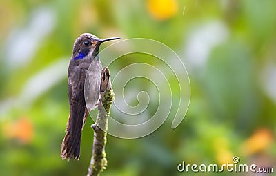 Bruine Violetoorkolibrie, Brown Violetear, Colibri delphinae Stock Photo