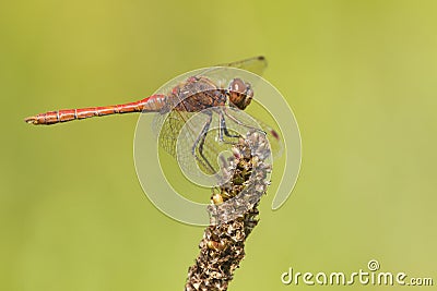 Bruinrode heidelibel, Common Darter, Sympetrum striolatum Stock Photo