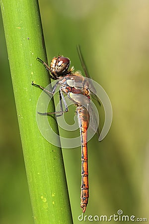 Bruinrode heidelibel, Common Darter, Sympetrum striolatum Stock Photo