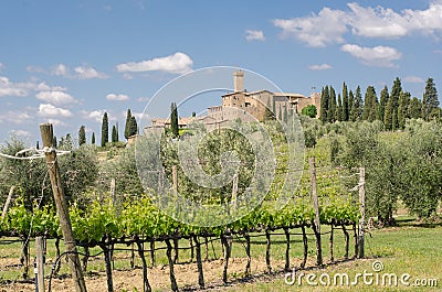 Brunello di Montalcino vineyards Editorial Stock Photo