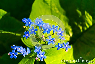 Blue flowers of Brunnera. Stock Photo