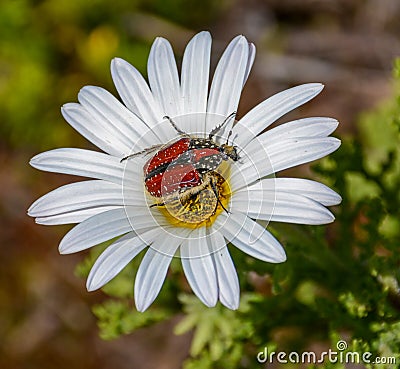 Brunia Beetle Stock Photo