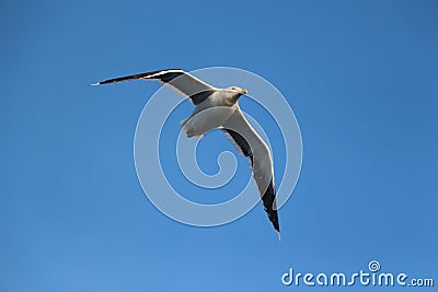 Bruny Island Sea Bird - Tasmania Stock Photo