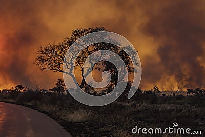 Brush fire in Kruger Park following an attempted controlled burn Stock Photo