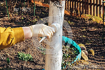 Brush in hand whitens the trunk of a fruit tree Stock Photo