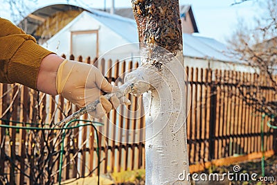 Brush in hand whitens the trunk of a fruit tree Stock Photo