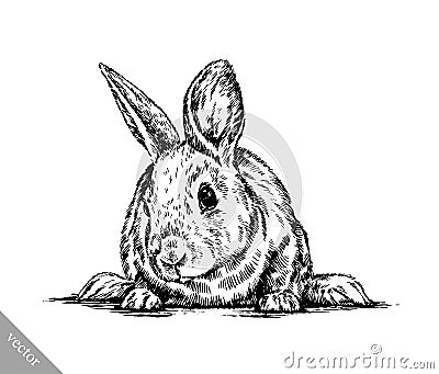 Brush painting ink draw isolated rabbit illustration Vector Illustration
