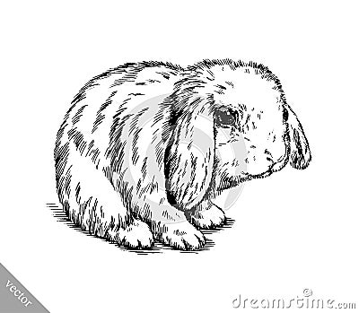 Brush painting ink draw isolated rabbit illustration Vector Illustration