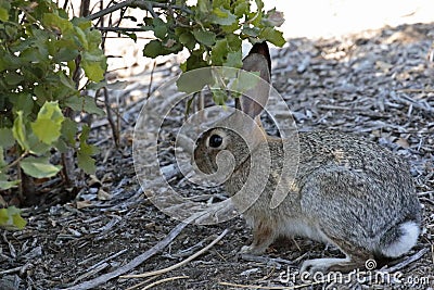 Brush Rabbit Stock Photo