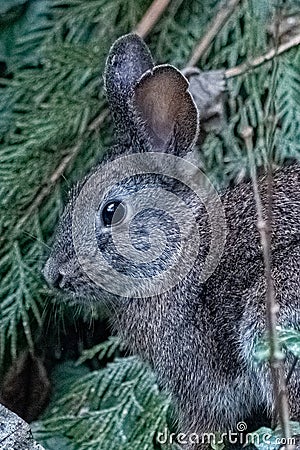 Brush rabbit near OHSU in Portland Oregon Stock Photo