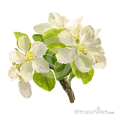 Brush strokes branch of white blossoming apple flowers Stock Photo