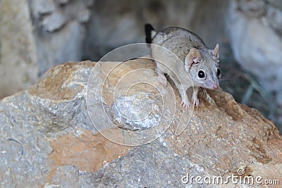 Brush-tailed marsupial rat Stock Photo