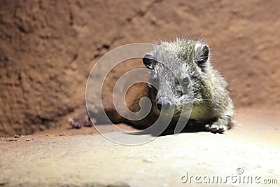 Brush-tailed porcupine Stock Photo