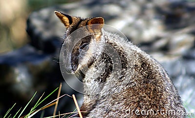 Brush-Tailed Rock Wallaby, Australia Stock Photo