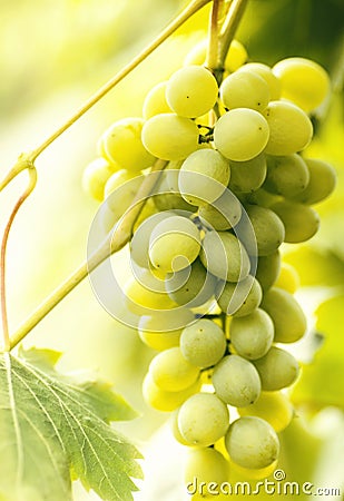 Brush white ripe grapes hanging in the garden in the rays of the sun Stock Photo