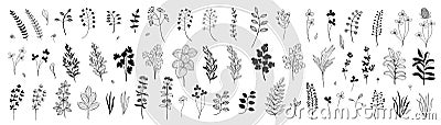 Set of hand drawn plants, leaves, flowers. Silhouettes of natural elements for seasonal backgrounds, templates, wallpaper, cards, Vector Illustration