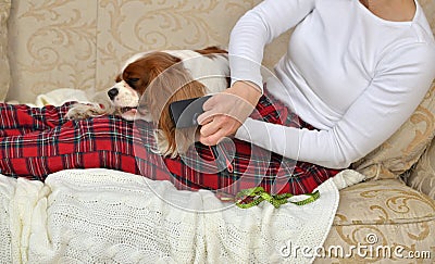 Brushing Lovely Dog Stock Photo
