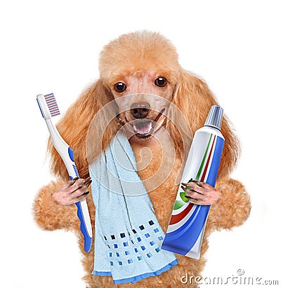 Brushing teeth dog Stock Photo