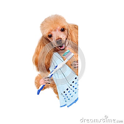 Brushing teeth dog Stock Photo