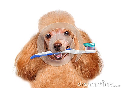 Brushing teeth dog Stock Photo