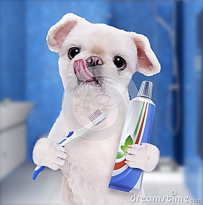 Brushing teeth dog . Stock Photo