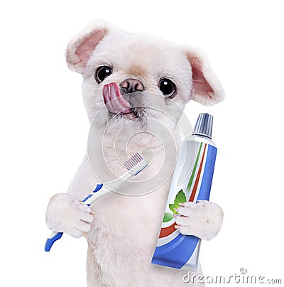 Brushing teeth dog . Stock Photo