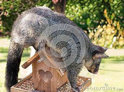 Brushtail Possum Stock Photo