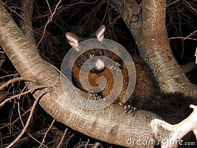 Brushtail Possum Stock Photo